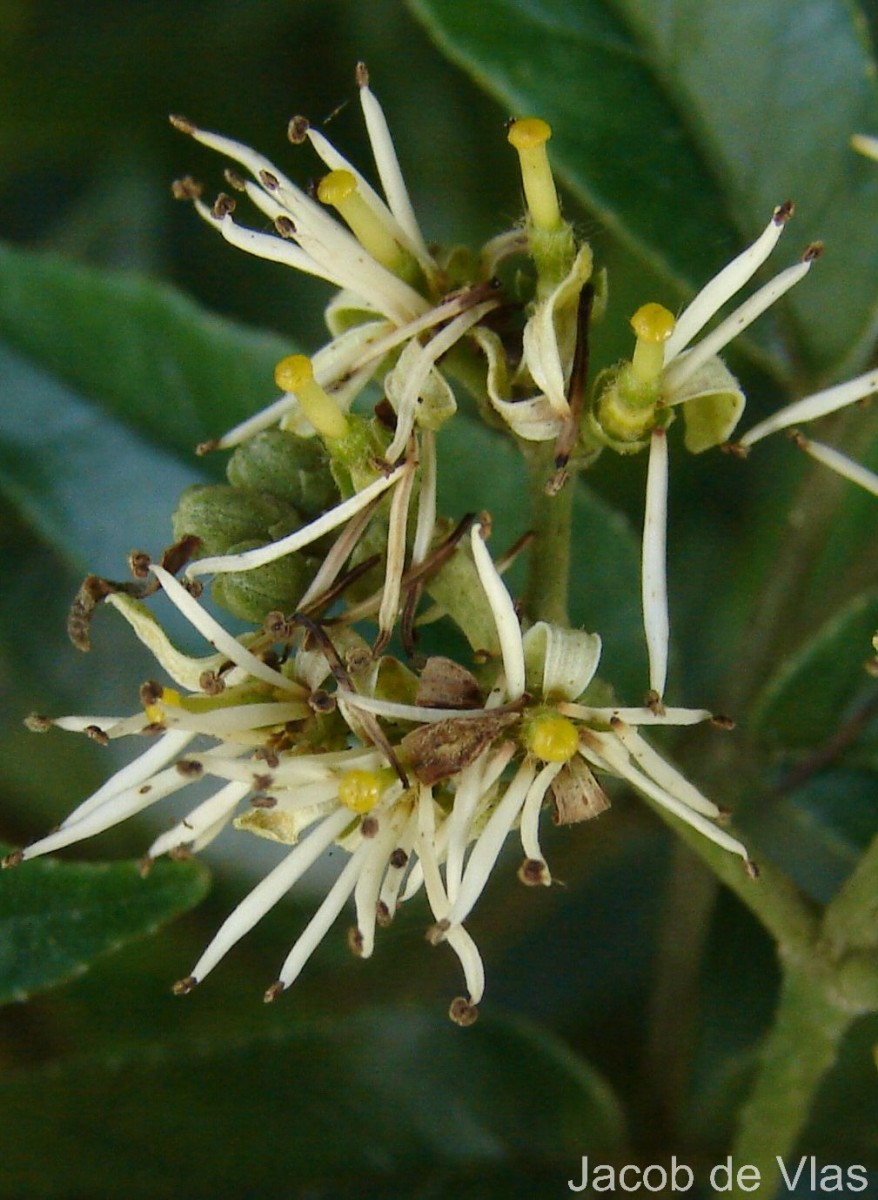 Micromelum minutum (G.Forst.) Wight & Arn.